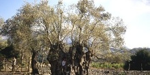 Campo de labranza. Mallorca