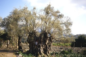 Campo de labranza. Mallorca