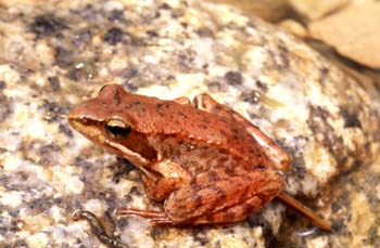 Rana patilarga (Rana ibérica)