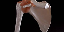 Articulación del  hombro