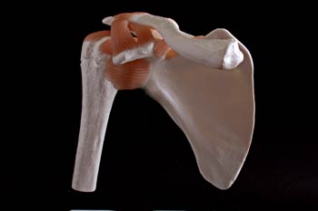 Articulación del  hombro