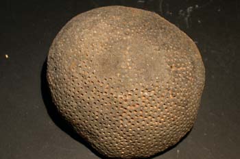 Pleurodictym problematicum (Coral) Devónico