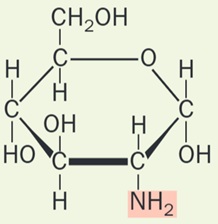 2-D-Glucosamina