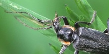 Coracero negro Cantharis obscura Linnaeus, 1758