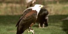 águila calva (Haliaeetus leucocephalus)