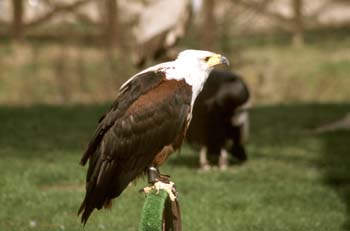 águila calva (Haliaeetus leucocephalus)