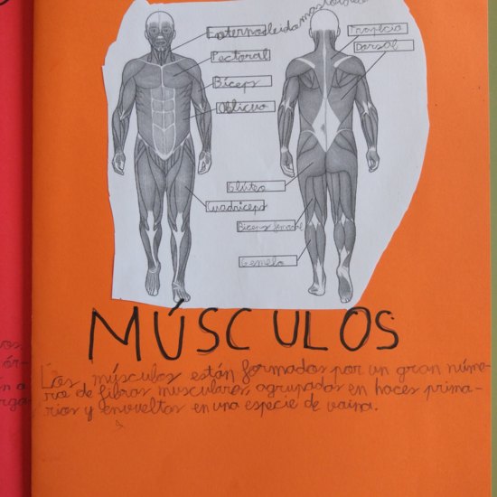 [Lapbook] - Mi atlas del cuerpo humano (3º de primaria) - IMAGEN 5