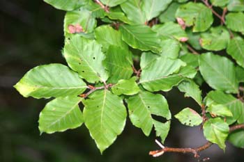 Haya - Hoja (Fagus silvatica)