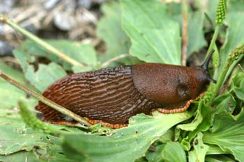 Babosa común - Forma naranja (Arion ater)