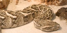 Serpiente de cascabel (Crotalus sp.)