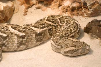 Serpiente de cascabel (Crotalus sp.)