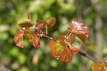 árbol del amor - Hojas (Cercis siliquastrum)