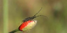 Longicornio de los cardos (Agapanthia cardui)