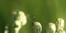 Longicornio de los cardos (Agapanthia cardui)