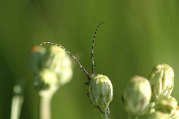 Longicornio de los cardos (Agapanthia cardui)