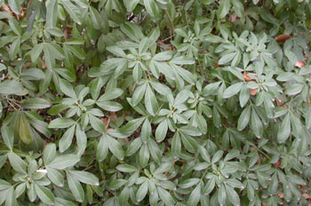 Planta, hojas (Naranjo de México)