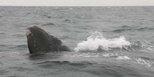 Ballena franca austral, Argentina