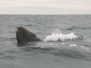 Ballena franca austral, Argentina