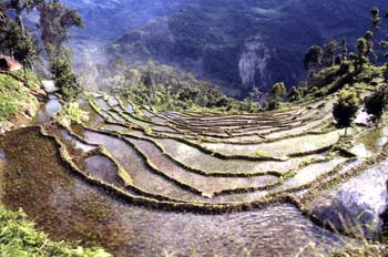 Campos de cultivo aterrazados, Sikkim, India