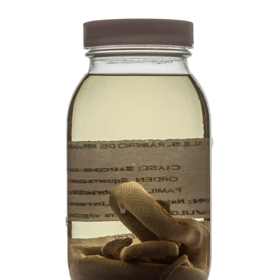 IES_RAMIRODEMAEZTU_BIOLOGIA_072