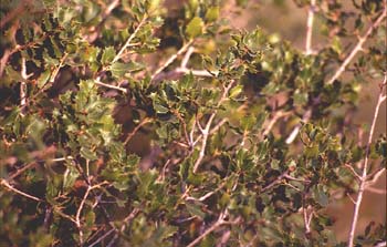 Coscoja / carrasca - Hoja (Quercus coccifera)