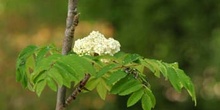 Serbal de cazadores - Flor (Sorbus acuparia)