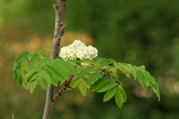 Serbal de cazadores - Flor (Sorbus acuparia)