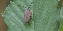 Cucaracha pardusca Ectobius lapponicus (Linnaeus, 1758)