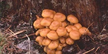 Hypholoma capnoides