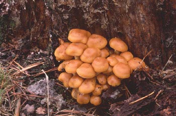 Hypholoma capnoides