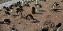 pingüinos en la antártida