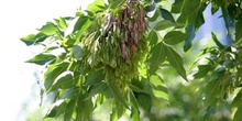 Fresno de hoja ancha - Fruto (Fraxinus excelsior)