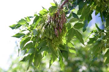 Fresno de hoja ancha - Fruto (Fraxinus excelsior)