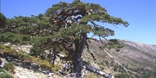 Pino silvestre - Porte (Pinus sylvestris)
