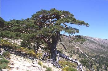 Pino silvestre - Porte (Pinus sylvestris)