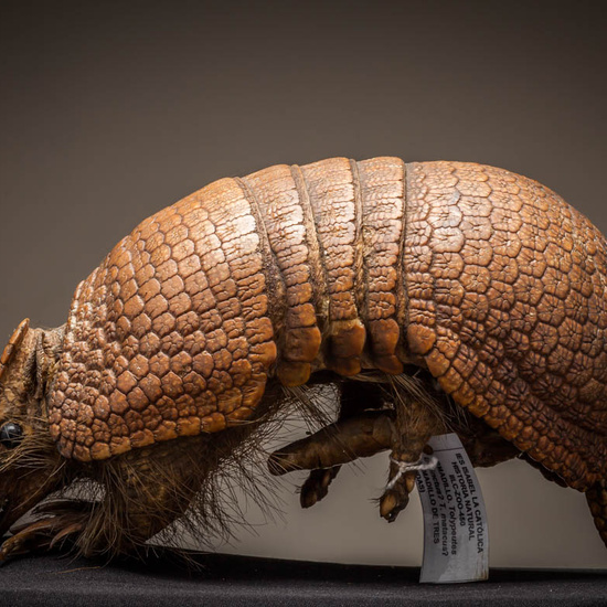 IES_ISABELLACATOLICA_BIOLOGIA_238