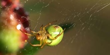 Araña común verde (Araniella curcubutina)