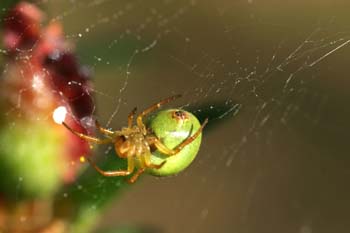 Araña común verde (Araniella curcubutina)