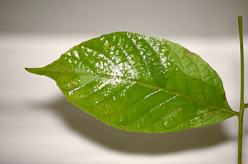 Hoja de nogal