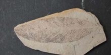 Fagus pristina (Angiosperma) Mioceno