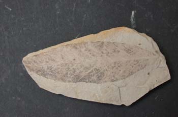 Fagus pristina (Angiosperma) Mioceno