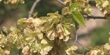 Olmo montano - Frutos (Ulmus glabra)