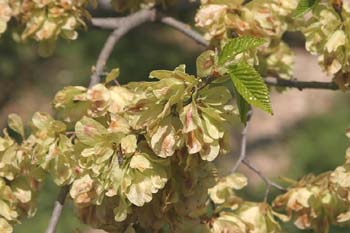 Olmo montano - Frutos (Ulmus glabra)