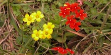 Flor silvestre, Argentina