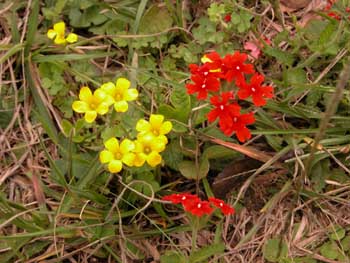 Flor silvestre, Argentina