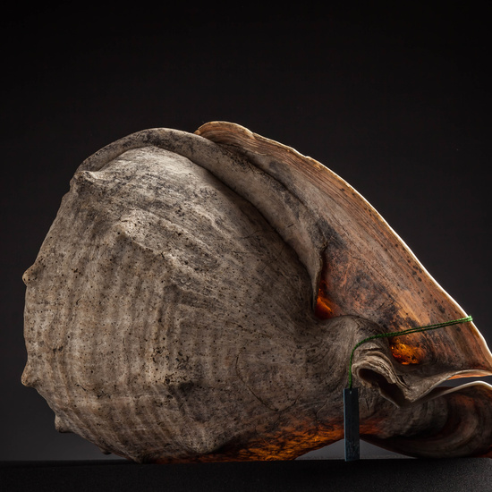 IES_CARDENALCISNEROS_CONCHAS_005