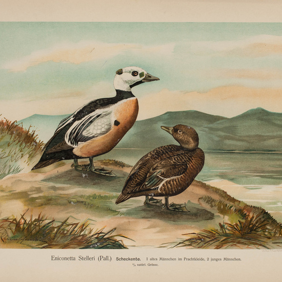 IES_CARDENALCISNEROS_AVES_LAMINAS_072