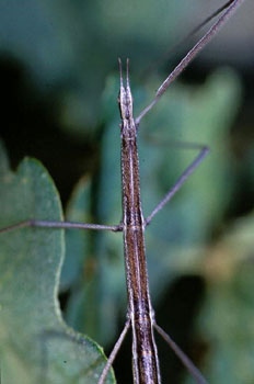 Insecto palo (Bacillus sp.)