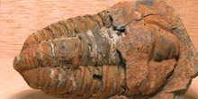 Colpocoryphe grandis (Trilobites) Ordovícico