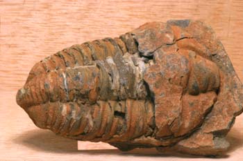 Colpocoryphe grandis (Trilobites) Ordovícico